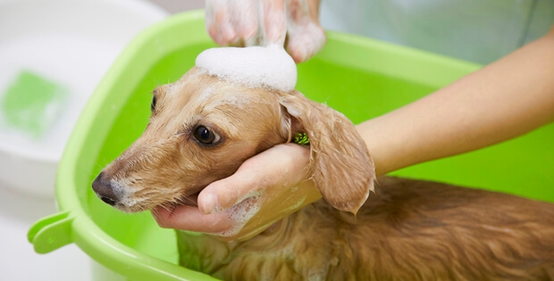 花粉を持ち込む犯人は 愛犬の カンタン自宅シャンプー プロが勧める飼い主に洗ってほしい理由とは