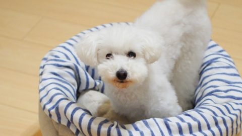 犬が 穴掘り をするのはなぜ ６つの理由を行動学の専門獣医師が解説