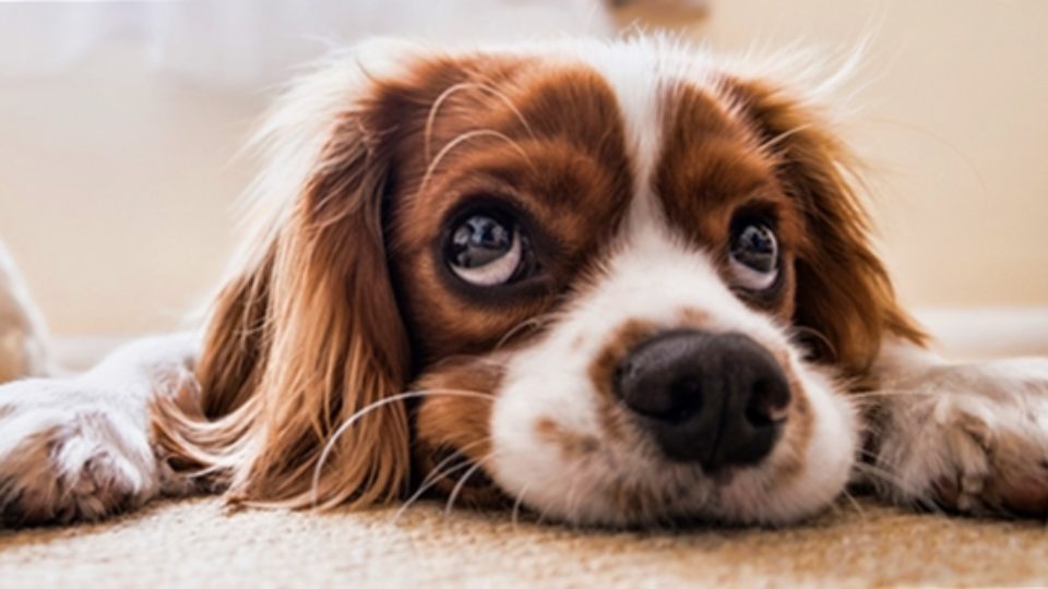犬がため息をついたり フン と鼻を鳴らすのは 行動学の専門獣医師が解説