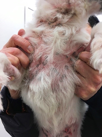 愛犬を皮膚病から守る第一歩 正しいシャンプーとは 皮膚専門の獣医師が解説