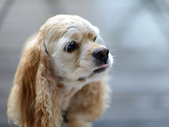 愛犬を皮膚病から守る第一歩 正しいシャンプーとは 皮膚専門の獣医師が解説