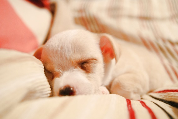 ベッドの上で眠る白とベージュの子犬