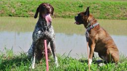 川辺のジャーマンポインターとボクサー犬