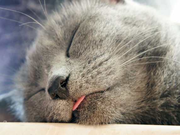 舌を出して眠る猫