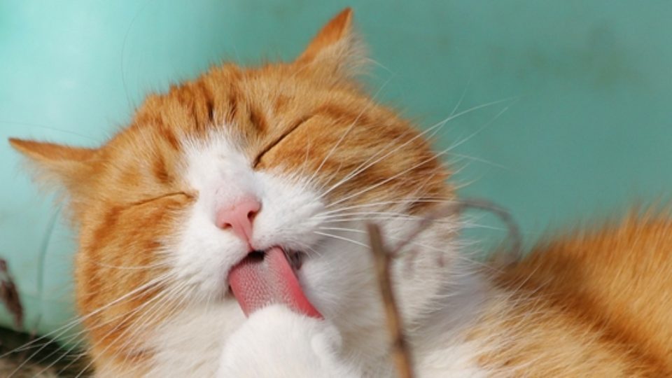 猫の舌はなぜザラザラ？なぜ舐めてくる？行動学の専門獣医師が解説
