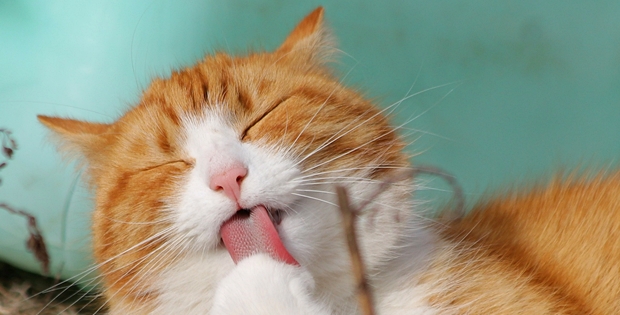 猫の舌はなぜザラザラ なぜ舐めてくる 行動学の専門獣医師が解説