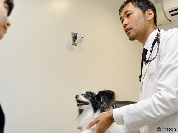 診察室でパピヨン犬の飼い主に説明する獣医師