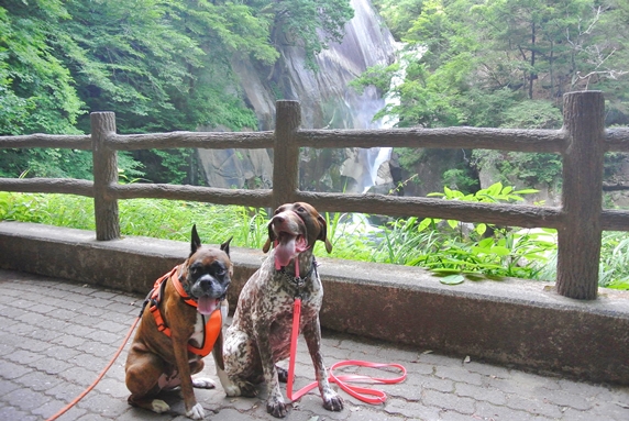 昇仙峡の遊歩道に座るボクサー犬とジャーマンポインター