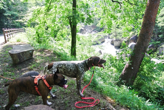 昇仙峡の歩道から川を見下ろすボクサー犬とジャーマンポインター