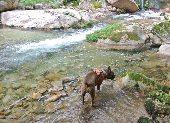 渓流の浅瀬で足だけ浸かるボクサー犬
