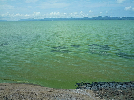 緑色に染まる宍道湖