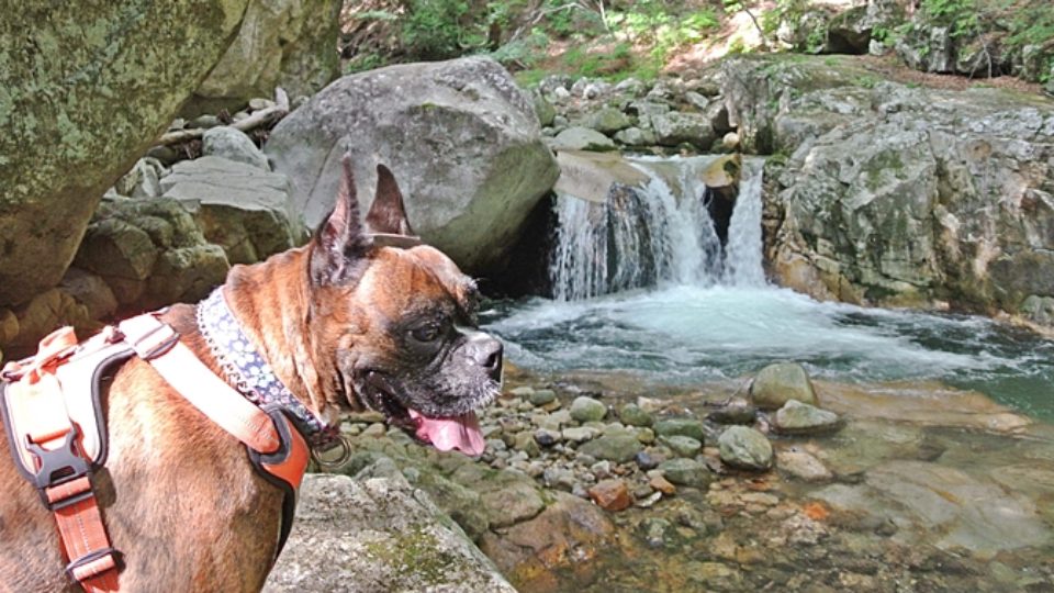 夏は犬と一緒に渓谷へお出かけ 注意点 おすすめスポット6選