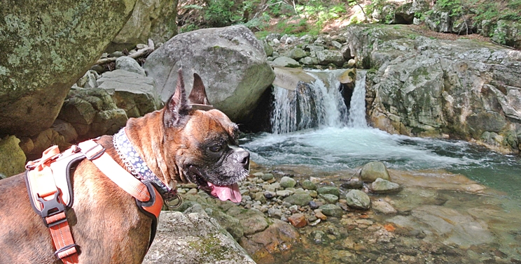 夏は犬と一緒に渓谷へお出かけ 注意点 おすすめスポット6選