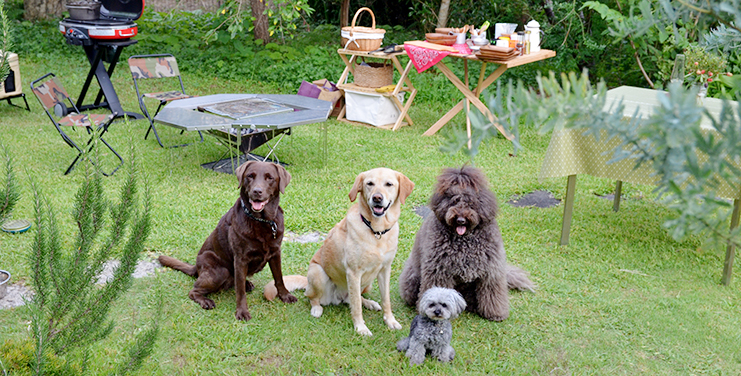 愛犬とのキャンプは夢じゃない まずはbbqやコテージ泊から楽しもう Petlives ペットライブス 犬 猫と心地よく暮らすwebメディア