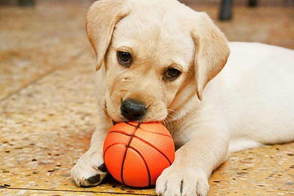ボールをくわえるラブラドールの子犬