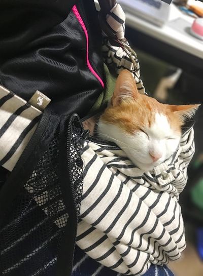 スリングで眠る茶トラ白猫