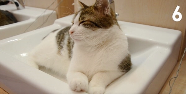 洗面台の中で寝る猫