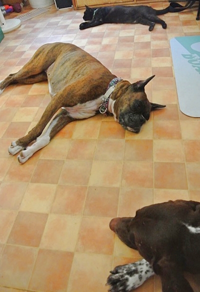 リビングで寝る2頭の犬と1匹の猫