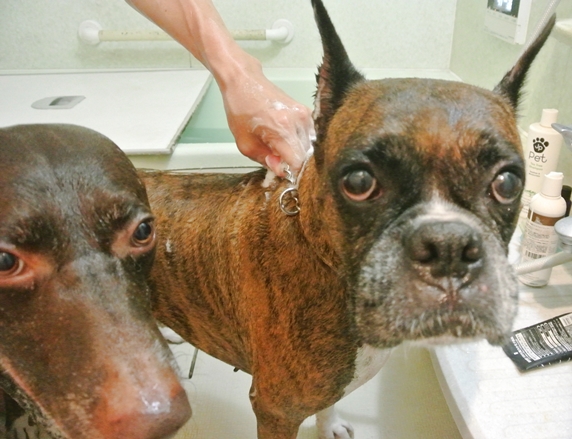 お風呂場でシャンプーするボクサー犬とジャーマンポインター犬