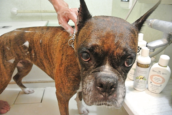 お風呂場でシャンプーするボクサー犬