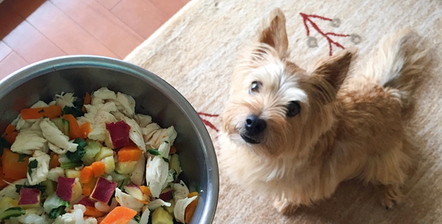 愛犬の食べないお悩み解消 カンタン手作りごはんにチャレンジ