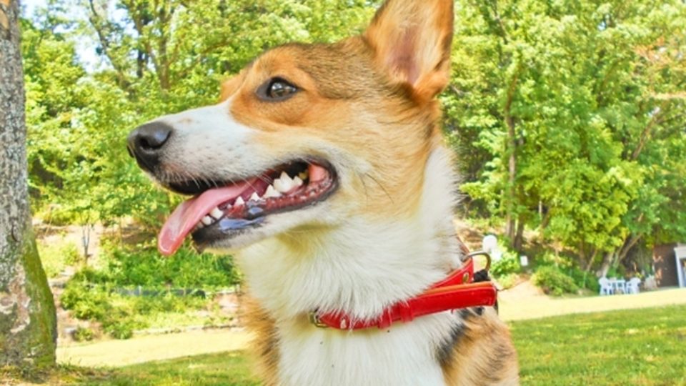 犬の首輪 胴輪 リードの選び方 犬目線でチェックしてますか 行動学の専門獣医師が解説