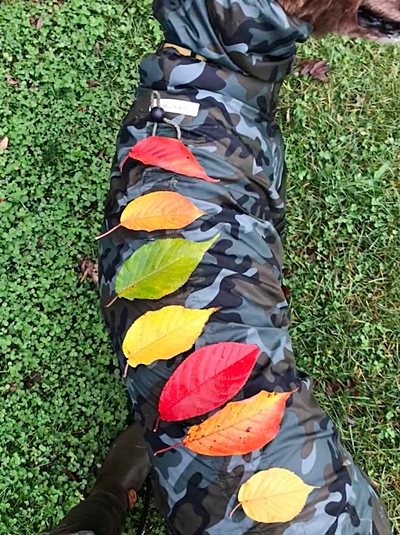エゾヤマザクラの葉の色の比較