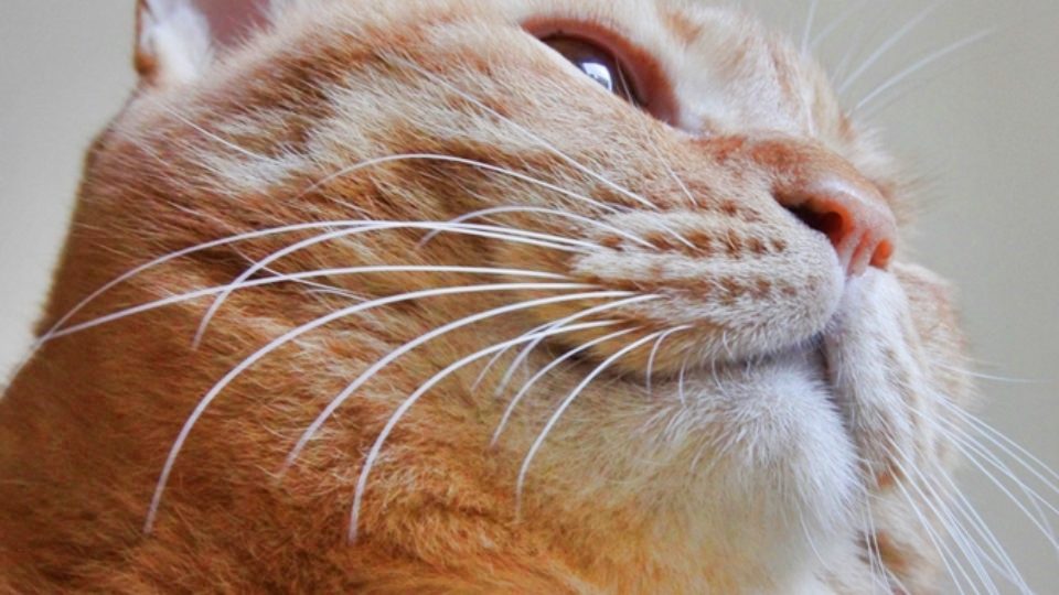 猫にもニキビ 猫ニキビの症状 治療法 予防について皮膚専門の獣医師が解説