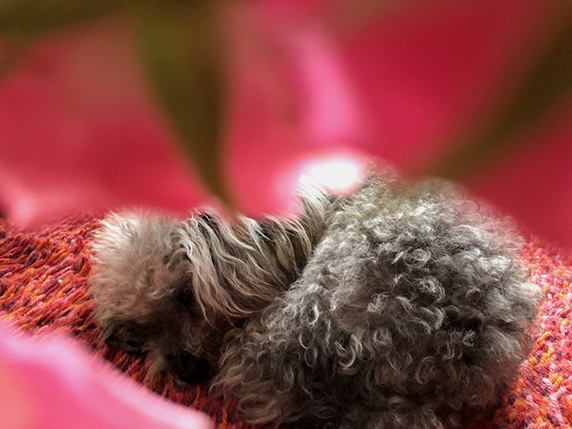 手前に赤い花をぼかして撮った寝ているトイプードル