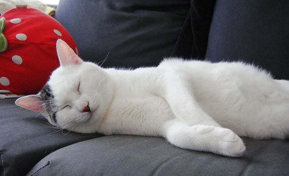 ソファのいちごのクッションのそばで寝るキジ白猫