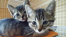 ケージにいる2匹のキジトラ猫