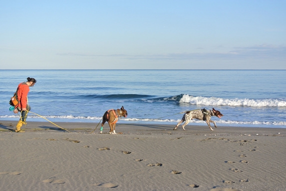 砂浜を散歩する大型犬