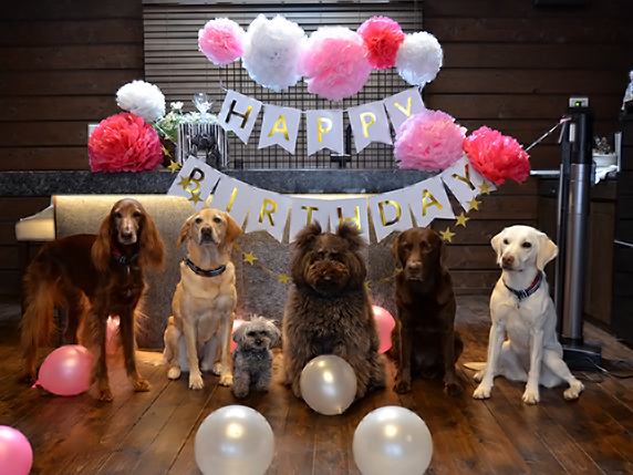 愛犬の誕生日や記念日には ケーキや記念写真を 楽しく祝うためのポイントをご紹介