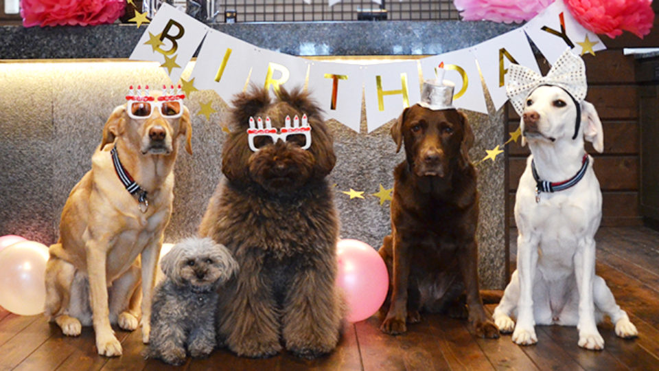 愛犬の誕生日や記念日には ケーキや記念写真を 楽しく祝うためのポイントをご紹介