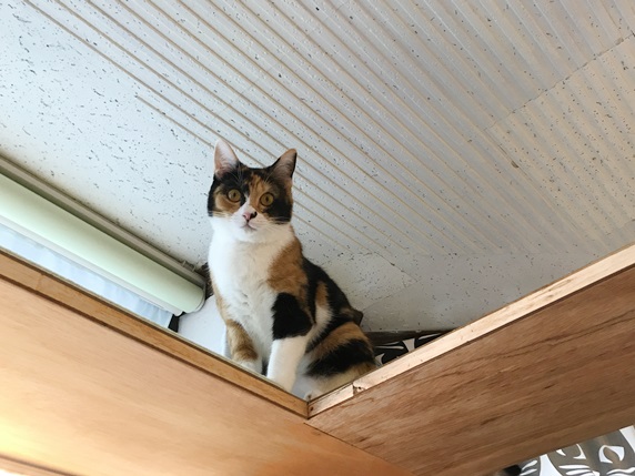 人生初 猫の多頭飼育スタート 我が家に保護猫フーシャー三毛女子がやってきた