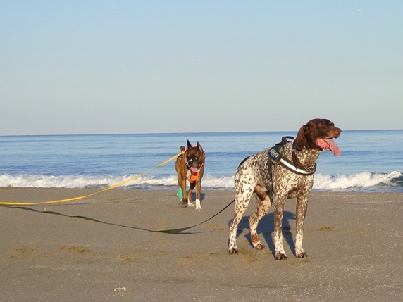 海辺の散歩を楽しむ2頭の大型犬