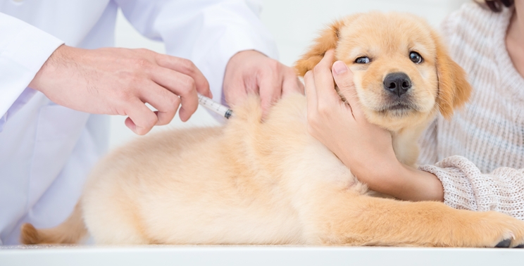 犬ワクチンの正しい知識 価格や間隔 副作用をご紹介