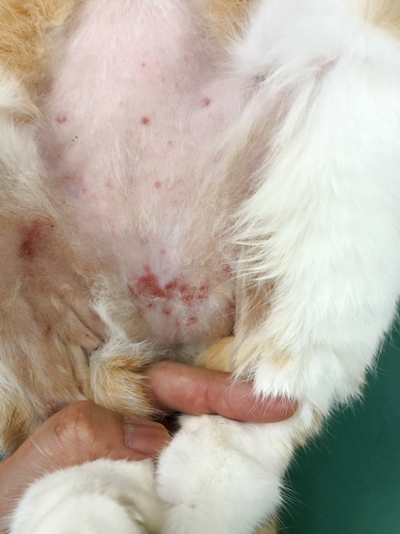 猫の腹部の好酸球性肉芽腫群