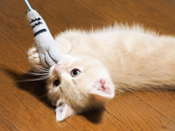 猫が噛む理由は 甘噛みの正しい対処法を行動学の専門獣医師が解説