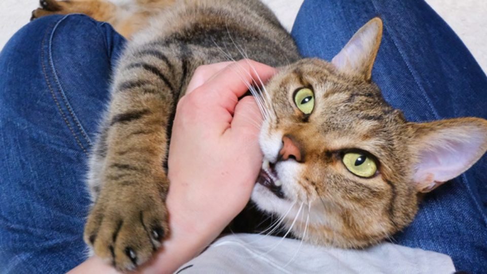 猫が噛む理由は？甘噛みの正しい対処法を行動学の専門獣医師が解説