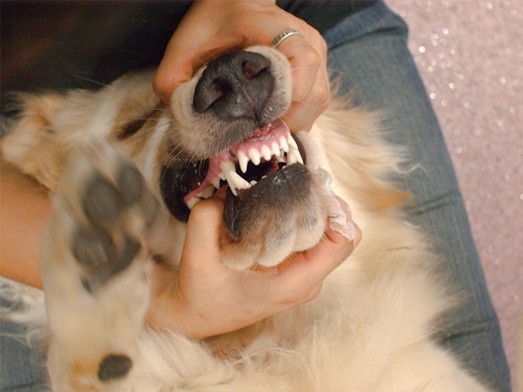 歯みがきを嫌がる仰向けの大型犬