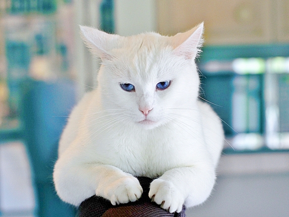 白猫は最強なのにビビリ 白猫の性格や特徴
