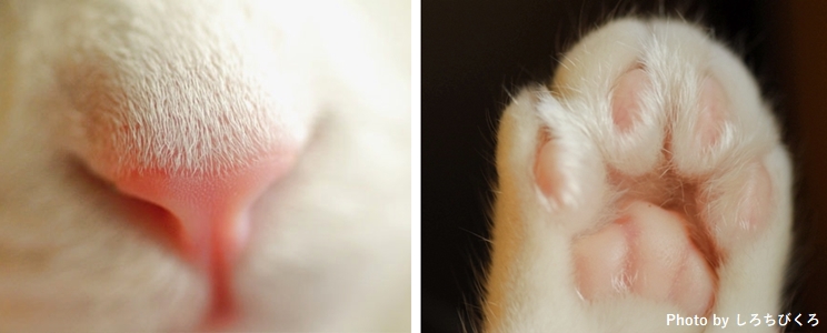 白猫のピンクの鼻とピンクの肉球