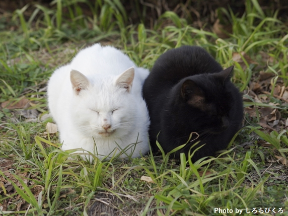 白猫は最強なのにビビリ 白猫の性格や特徴