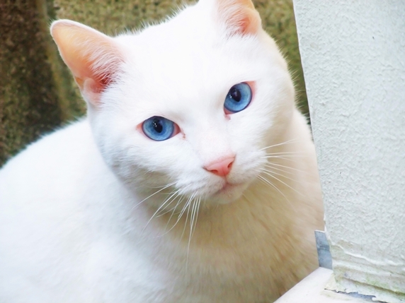 猫 青い 目 281256-猫 目 青い - Mbaheblogjpxoi2