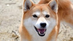 カメラ目線で笑顔の柴犬