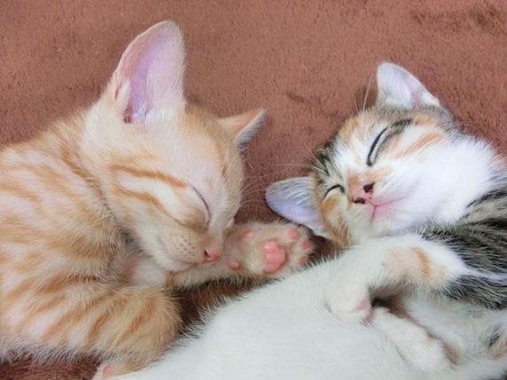 ぐっすり眠る2匹の子猫