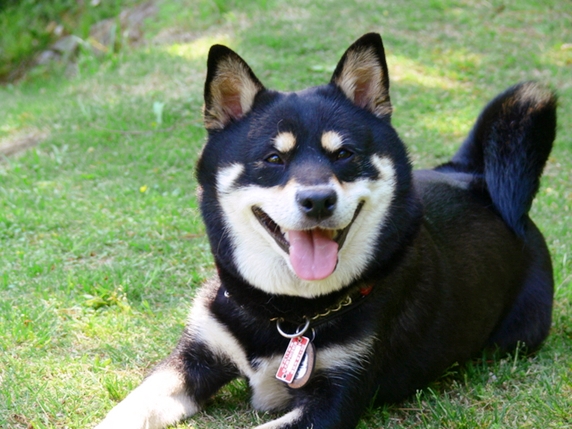 芝生に伏せて笑顔の黒い柴犬
