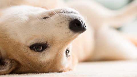 犬にサマーカットは逆効果 皮膚科獣医師 トリマーに聞くリスクと適切な暑さ対策