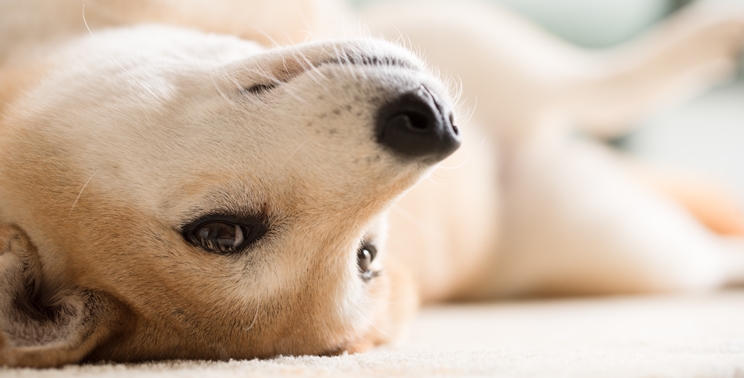 柴犬のしつけのポイントとは 噛み癖の対処法 子犬の迎え方など専門家が解説